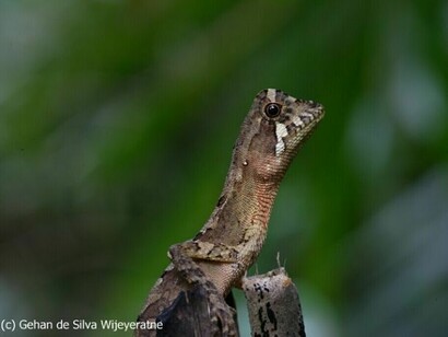 Kangaroo Lizard