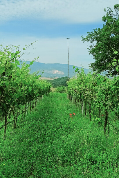 Terra Felix Vineyard in Paliano Italy