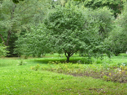 Dacia Pasternak a Peredelkino, giardino. Ph Simonetta Sandri