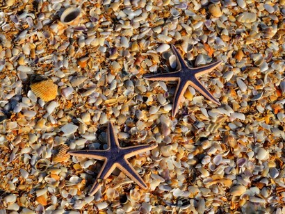 Stelle marine abbandonate dal mare sulla spiaggia