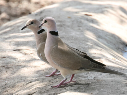 African Collared Dove © Gehan de Silva Wijeyeratne