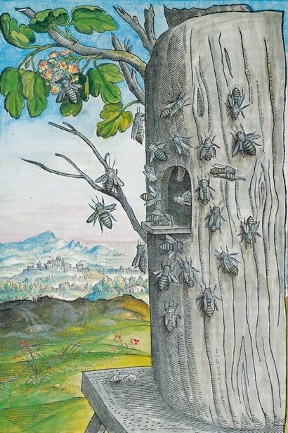 Api in un'antica incisione