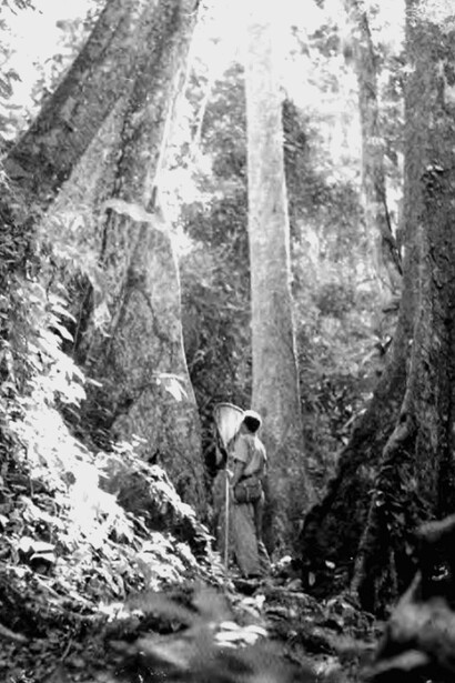 Francisco con su malla para colectar mariposas entre unos Cucharones en el bosque de la  Estación Biológica de Rancho Grande, Parque Nacional Henri Pittier, Aragua, Venezuela (Foto: colección Alberto Fernández Badillo)