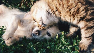 Il rapporto tra cane, gatto e uomo nasce dall’osservazione reciproca: loro leggono il nostro corpo e i nostri segnali meglio di quanto noi sappiamo leggere i loro