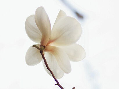 Le printemps . Il nous offre l’espoir et le renouveau accompagnés d’une inspiration fertile pour rêver et préparer la prochaine étape