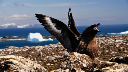 Pájaro oscuro intenta comenzar su vuelo en una costa rocosa