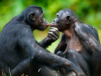 Bonobos