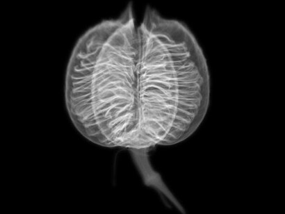 Dornith Doherty. Courtesy of Amon Carter Museum of American Art