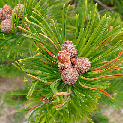 Pinhão. O miolo de pinhão cem por cento natural é um produto com características organoléticas muito interessantes