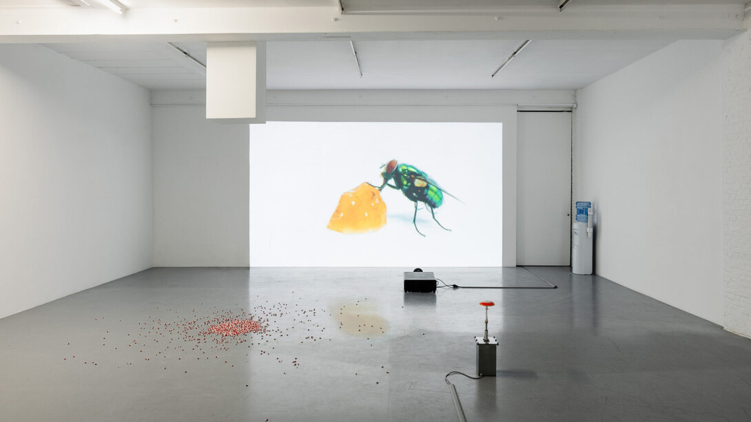 Carsten Höller, Turn, fly, fall, fly, exhibition view. Courtesy of Galerie Micheline Szwajcer