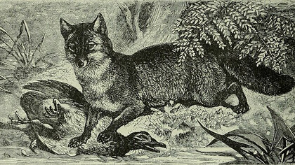 Portrait of a fox, from ''Brehm's Life of animals a complete natural history for popular home instruction and for the use of schools''