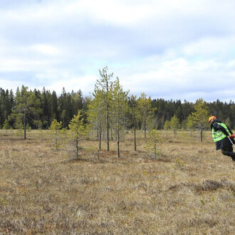 As trees go by, werk in der ausstellung. Mit freundlicher genehmigung der Serlachius-Museen