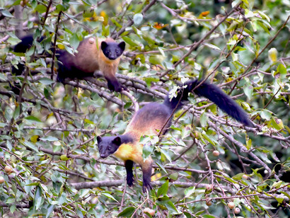 Yellow-throated martens in Devalsari (Uttarakhand, India) © Ashish Kothari