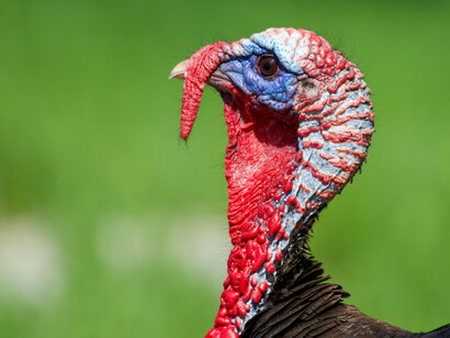 Acercamiento a un pavo