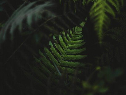 El número concreto de nuevas especies de vegetales encontradas asciende a 1.730 