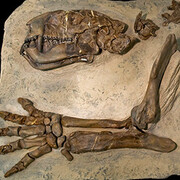 Mammal Hall. Courtesy of Royal Tyrrell Museum