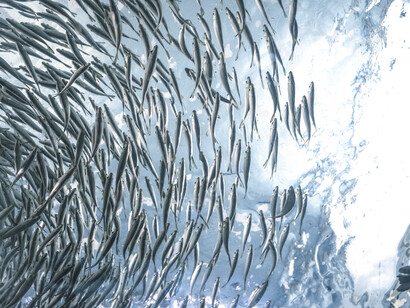Peces nadan en circulo cerca de la superficie del mar