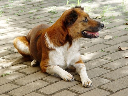 Perro sentado en la acera de una caññe