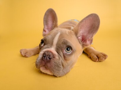 A cute puppy lying on the floor and looking up. You like animals, you feed them, you see something good in them, the innocent side of it that comes to you at a set time and calls you by their voice