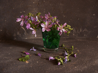 Fiori di malva