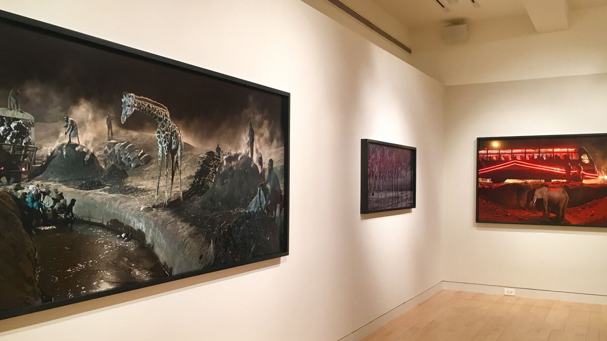 Nick Brandt: This Empty World. Courtesy of Edwynn Houk Gallery