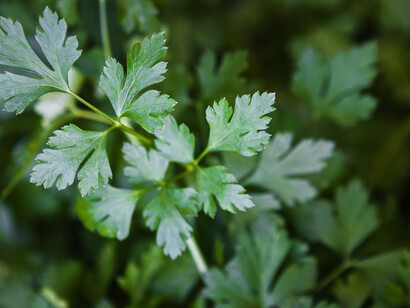 Prezzemolo (Petroselinum sativum)