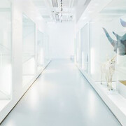 Quagga & Dodo. Courtesy of Naturhistorisches Museum Basel