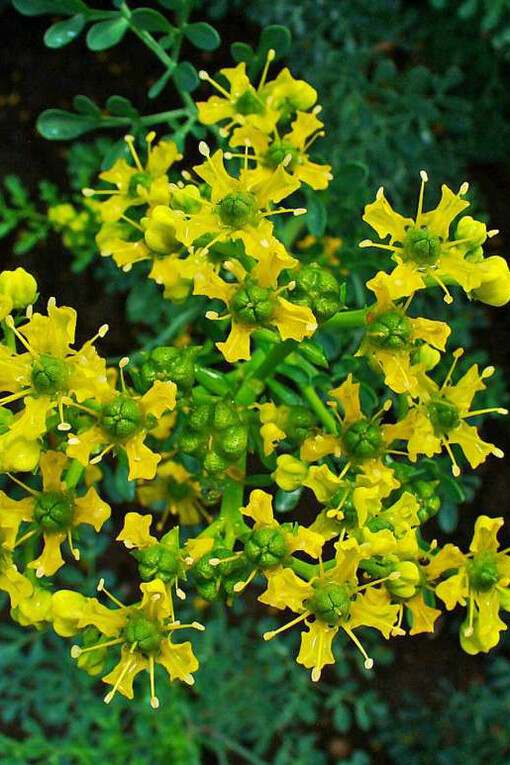 I fiori gialli della ruta