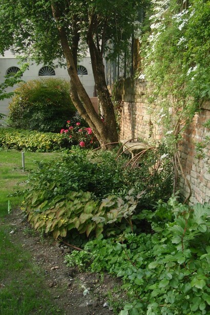 Clematide e bordure lungo il muro