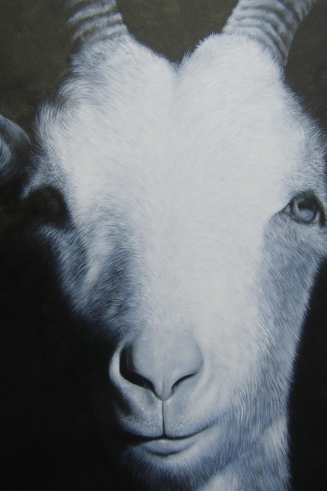 Angelo Zanella, capra, cm100x100 olio su tela