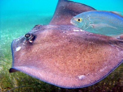 La faune de poissons
