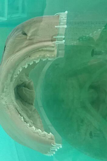 La muerte explicada, Damien Hirst, 2007, fotografía: Arturo Romero