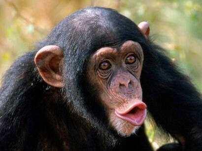 A smiling chimpanzee