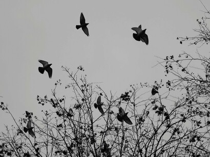 “Os Pássaros” trazia um inexplicável ataque de animais aos humanos quase por razões sobrenaturais, ainda que o diretor trabalhe o suspense sugerido durante a maior parte do filme possui momentos mais violentos