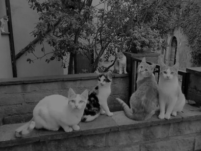 Los gatos de Sipicciano