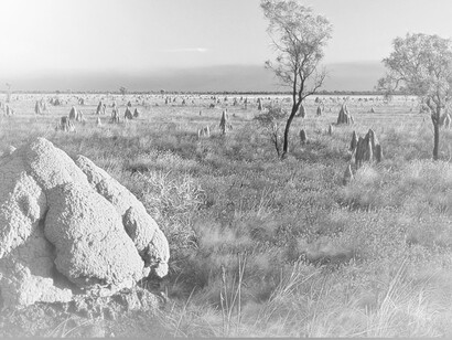 Many termite mounds are scattered across the barren lands of Kimberley, Western Australia