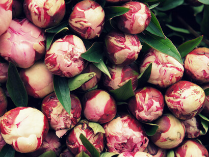 Londres. Un lugar donde comprar toda clase de flores