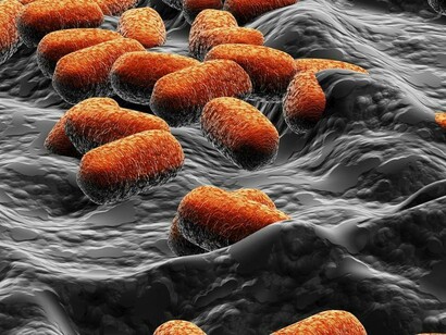 Bacterias en el cuerpo humano