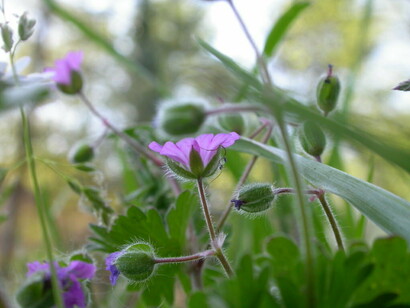 Fiori