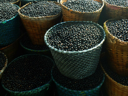 Cestas con el fruto de la palma açaí ('Euterpe oleraceae'). Foto de Karen Brewer