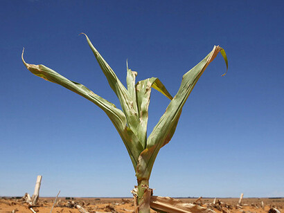 Damage to crops