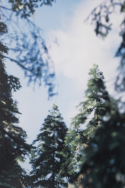 Grant Stevens, Forest view 5 (detail), 2026. Courtesy of Sullivan+Strumpf