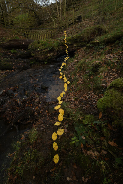 Andy Goldsworthy, Elm leaves. Grass stalks. Fallen elm. Calm. For Olle Lundberg. Dumfriesshire, Scotland. 16 November 2025 (detail), 2025. Courtesy of Haines Gallery