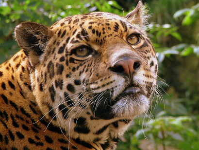 Ejemplar de jaguar, animal que habita gran parte del territorio venezolano