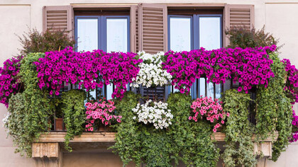 Ci sono molte piante con le quali giocare, provare, sperimentare balconi fioriti