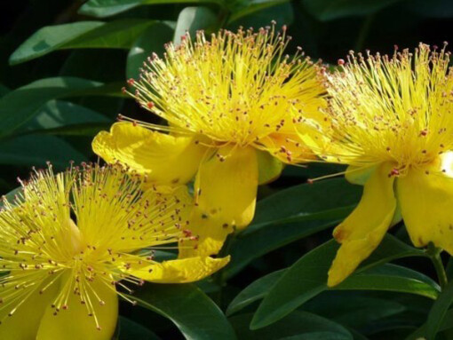 Hypericum calycinum