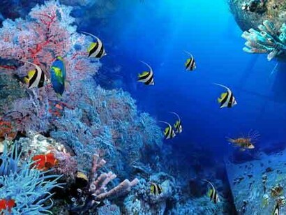 Conseguenze disastrose sono legate anche alle “catture collaterali”, ovvero le vittime accidentali della pesca
