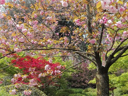 Sakura