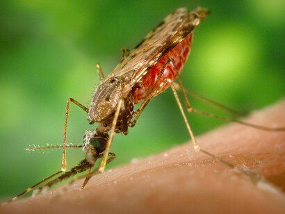 Mosquito del género Anopheles, vector de la malaria