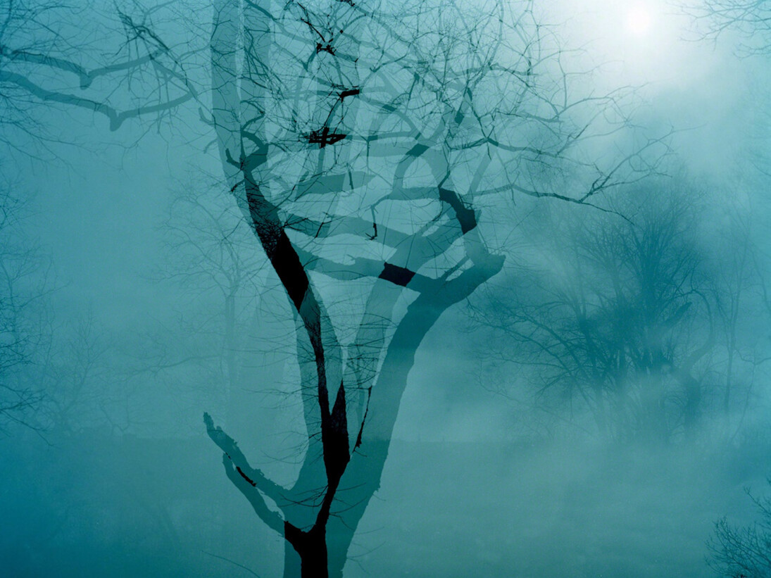 Leah Oates, Transitory Space, Brooklyn, Prospect Park Double Tree 19. Courtesy of Susan Eley Fine Art